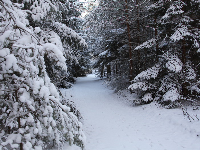  winter/haardhout terra nova bospad